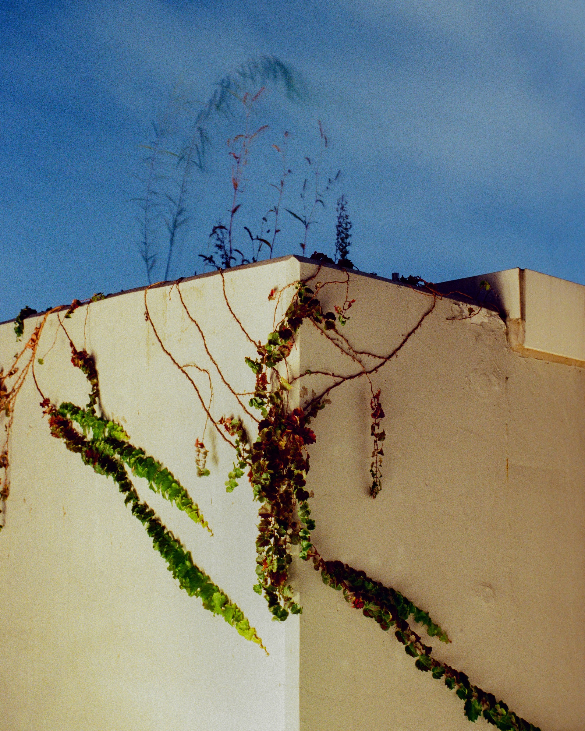 Climbing plants on the corner of a building