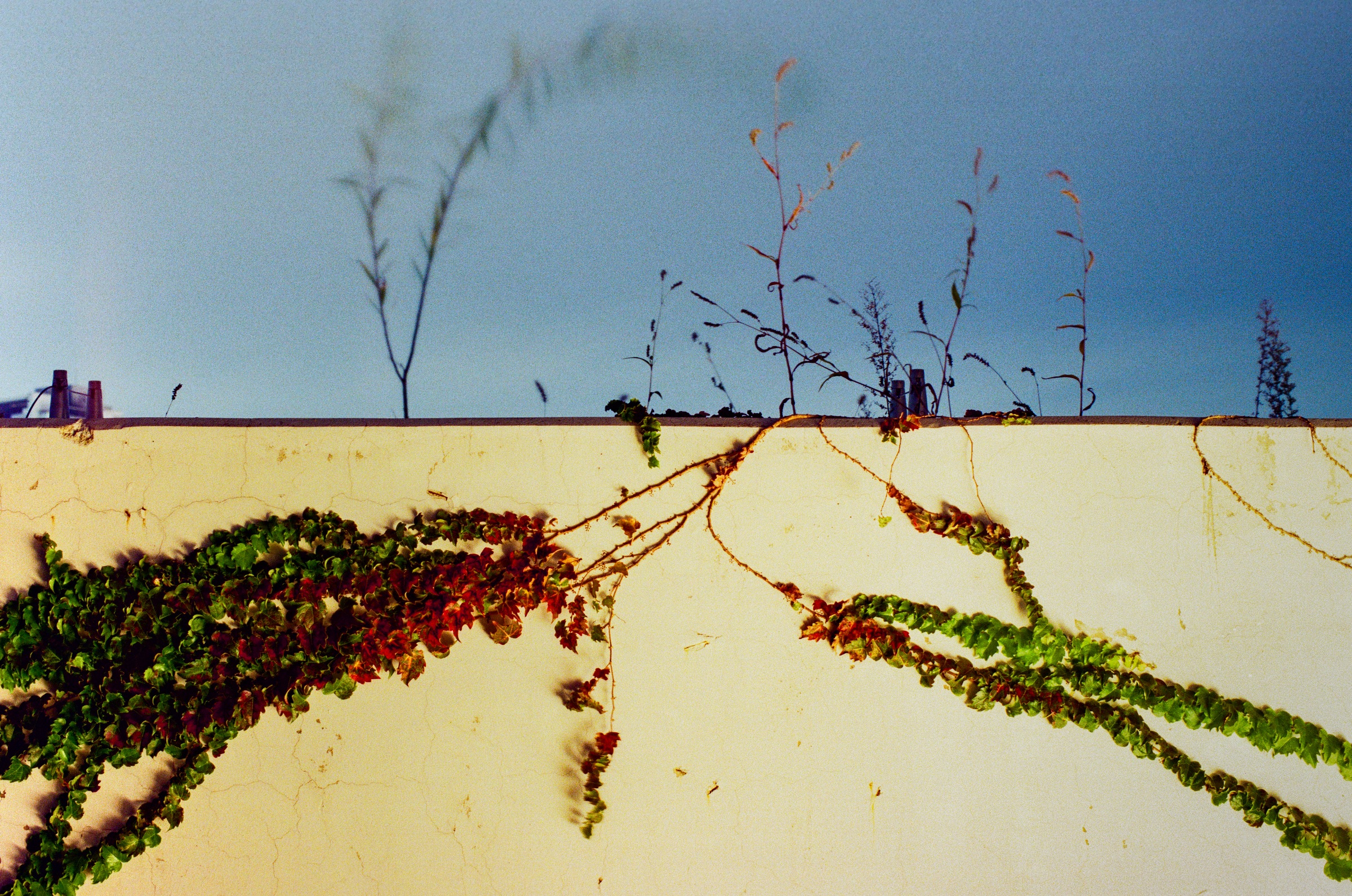 Trailing plants across a sunlit wall